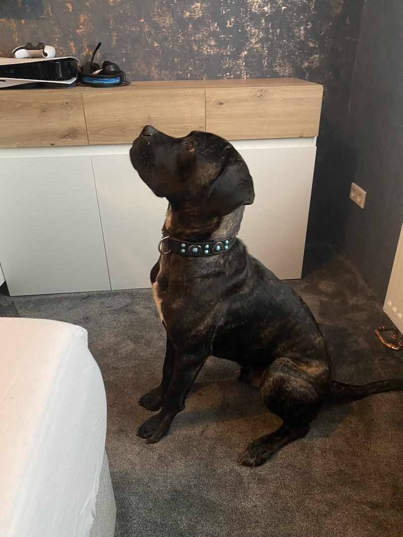 Cane Corso Rüde 11 Monate
