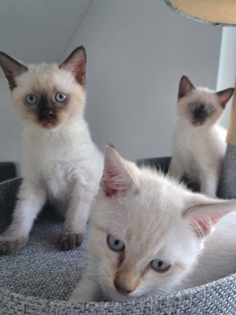 Siam BKH Kitten