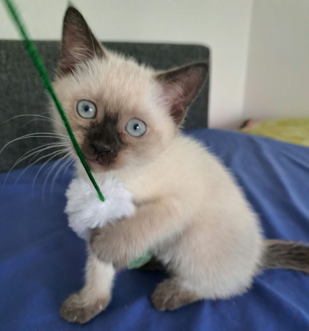 Siam BKH Kitten