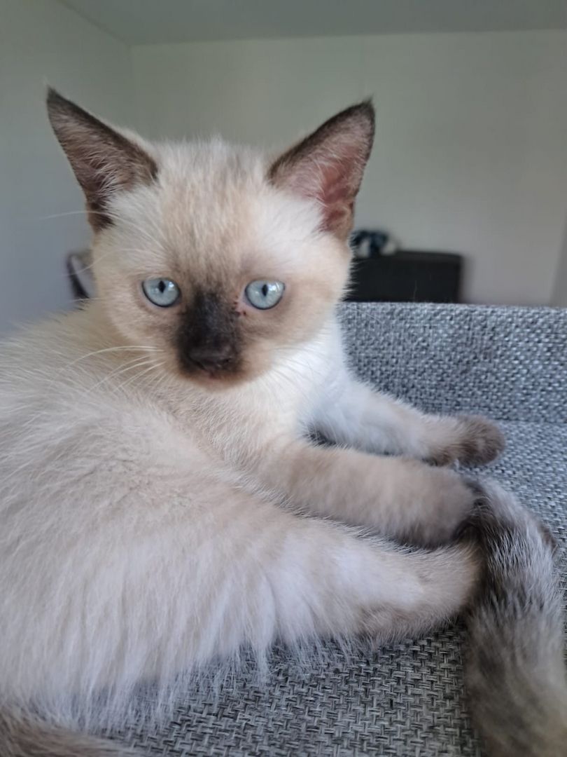 Siam BKH Kitten
