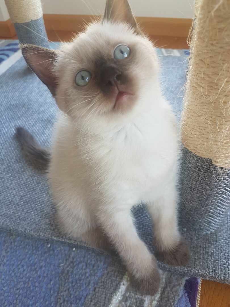 Siam BKH Kitten