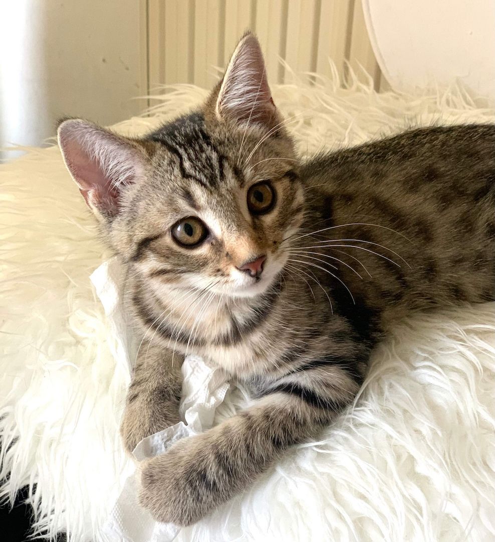 BKH Silber Tabby Classic BKH Silber Tabby Classic