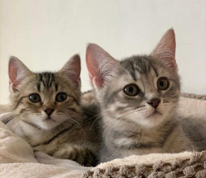 BKH Silber Tabby Classic BKH Silber Tabby Classic