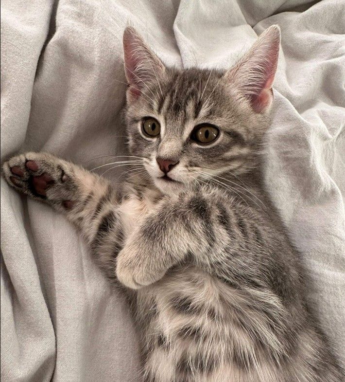 BKH Silber Tabby Classic BKH Silber Tabby Classic