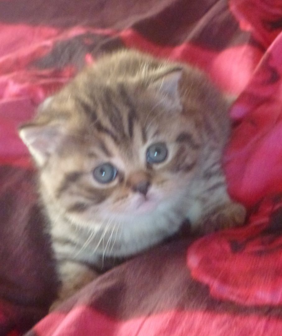 Reinrassige, süße Britisch-Kurzhaar Kitten warten auf Dich! Reinrassige, süße Britisch-Kurzhaar Kitten warten auf Dich!