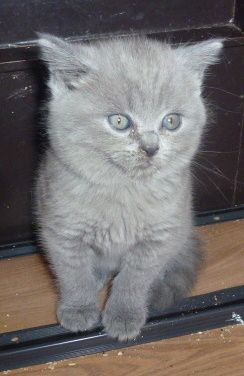 Reinrassige, süße Britisch-Kurzhaar Kitten warten auf Dich! Reinrassige, süße Britisch-Kurzhaar Kitten warten auf Dich!
