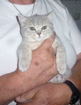 Reinrassige, süße Britisch-Kurzhaar Kitten warten auf Dich! Reinrassige, süße Britisch-Kurzhaar Kitten warten auf Dich!