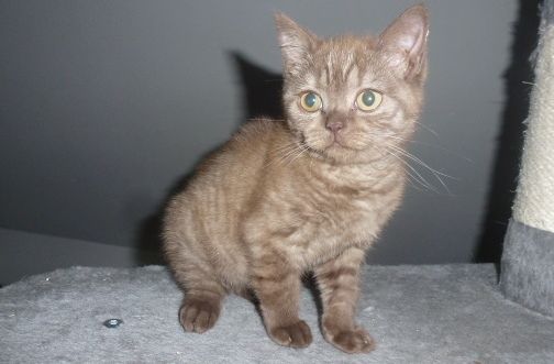 Reinrassige, süße Britisch-Kurzhaar Kitten warten auf Dich! Reinrassige, süße Britisch-Kurzhaar Kitten warten auf Dich!