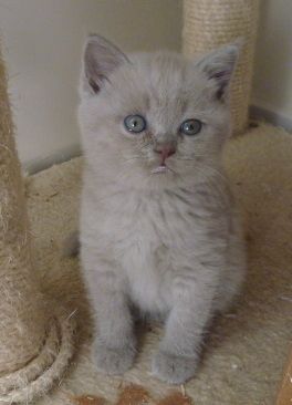 Reinrassige, süße Britisch-Kurzhaar Kitten warten auf Dich! Reinrassige, süße Britisch-Kurzhaar Kitten warten auf Dich!