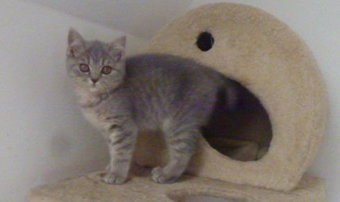 Reinrassige, süße Britisch-Kurzhaar Kitten warten auf Dich! Reinrassige, süße Britisch-Kurzhaar Kitten warten auf Dich!