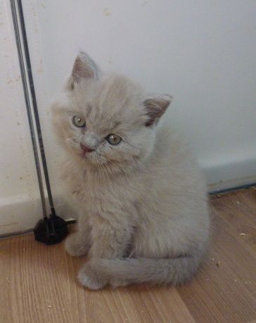Reinrassige, süße Britisch-Kurzhaar Kitten warten auf Dich! Reinrassige, süße Britisch-Kurzhaar Kitten warten auf Dich!