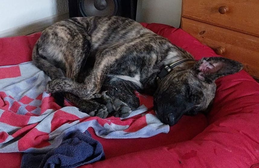 Sanfte Nina sucht ein schönes Zuhause