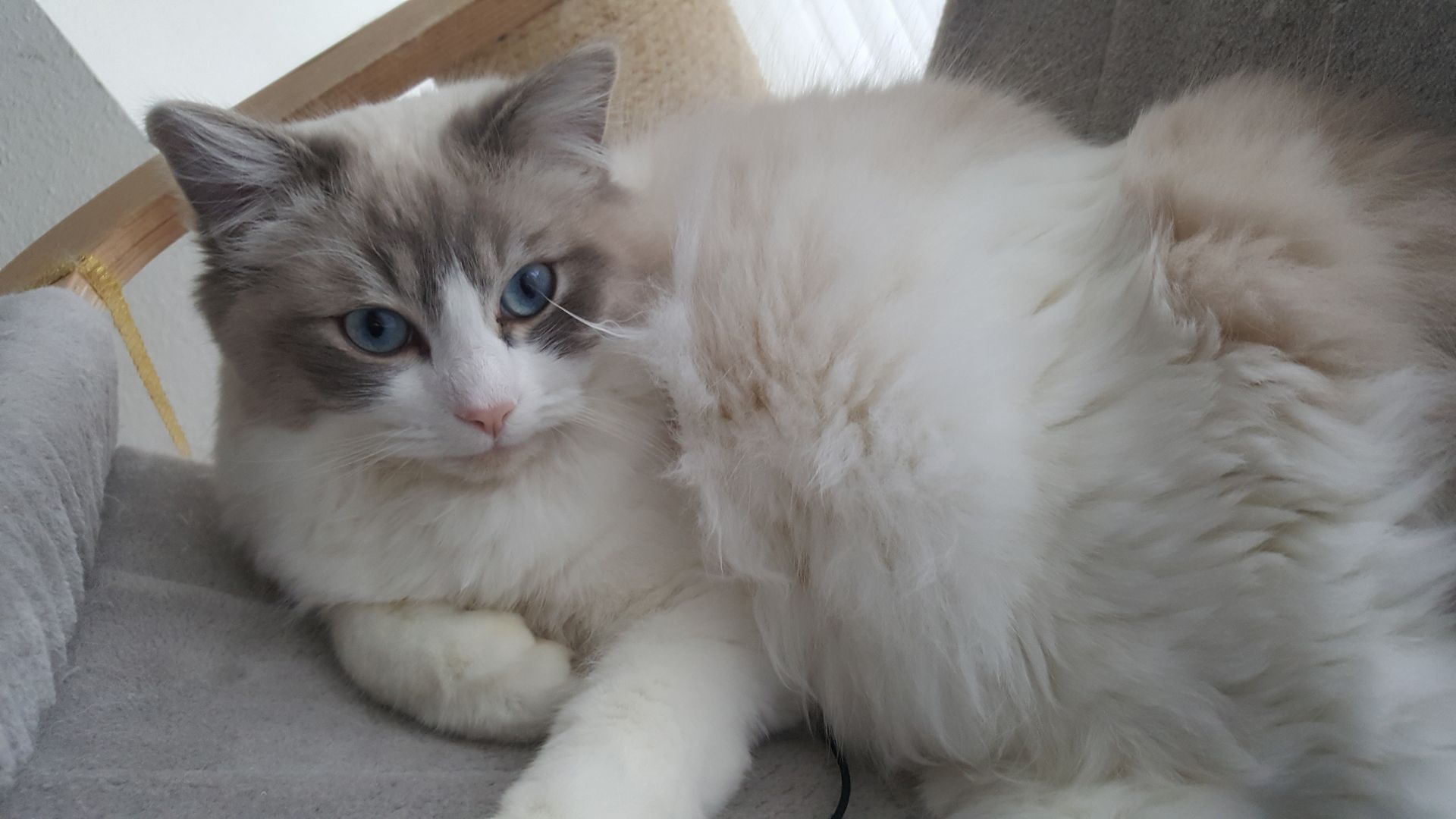 Ragdoll Babys suchen neues Zuhause für immer...