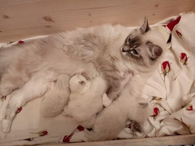 Ragdoll Babys suchen neues Zuhause für immer...