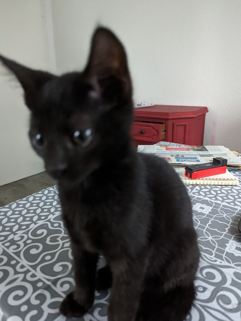 Drei Monate alte Katzenkinder Drei Monate alte Katzenkinder