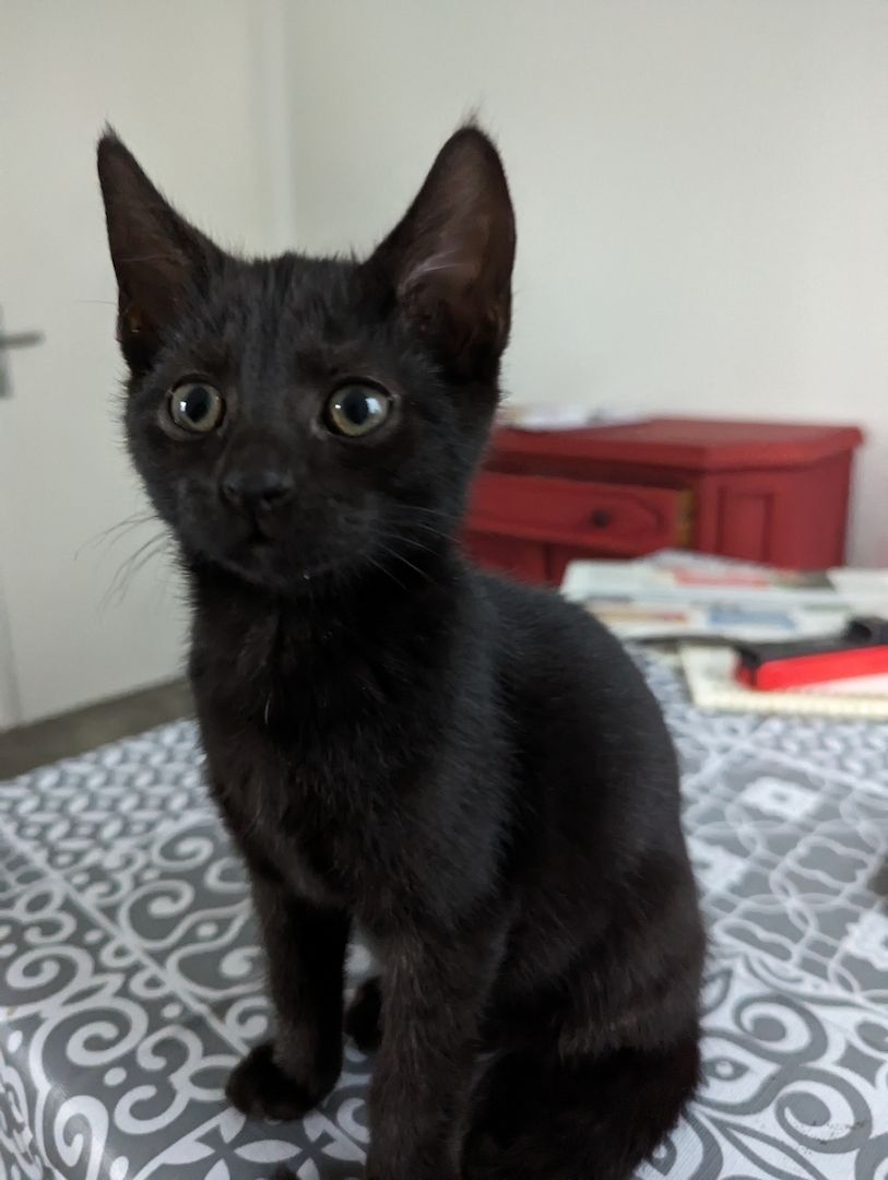 Drei Monate alte Katzenkinder Drei Monate alte Katzenkinder