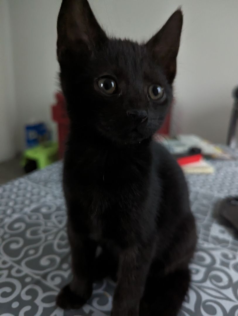 Drei Monate alte Katzenkinder Drei Monate alte Katzenkinder
