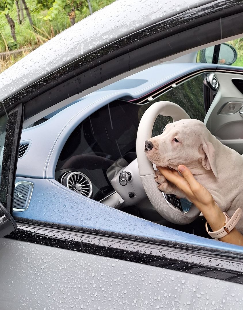Dogo Argentino Welpen