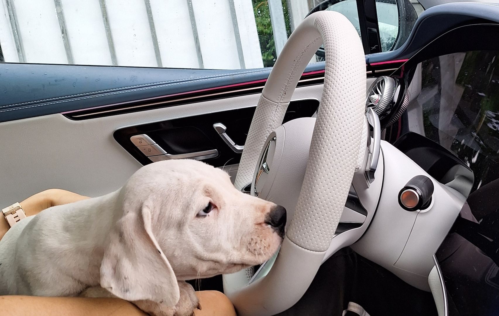 Dogo Argentino Welpen