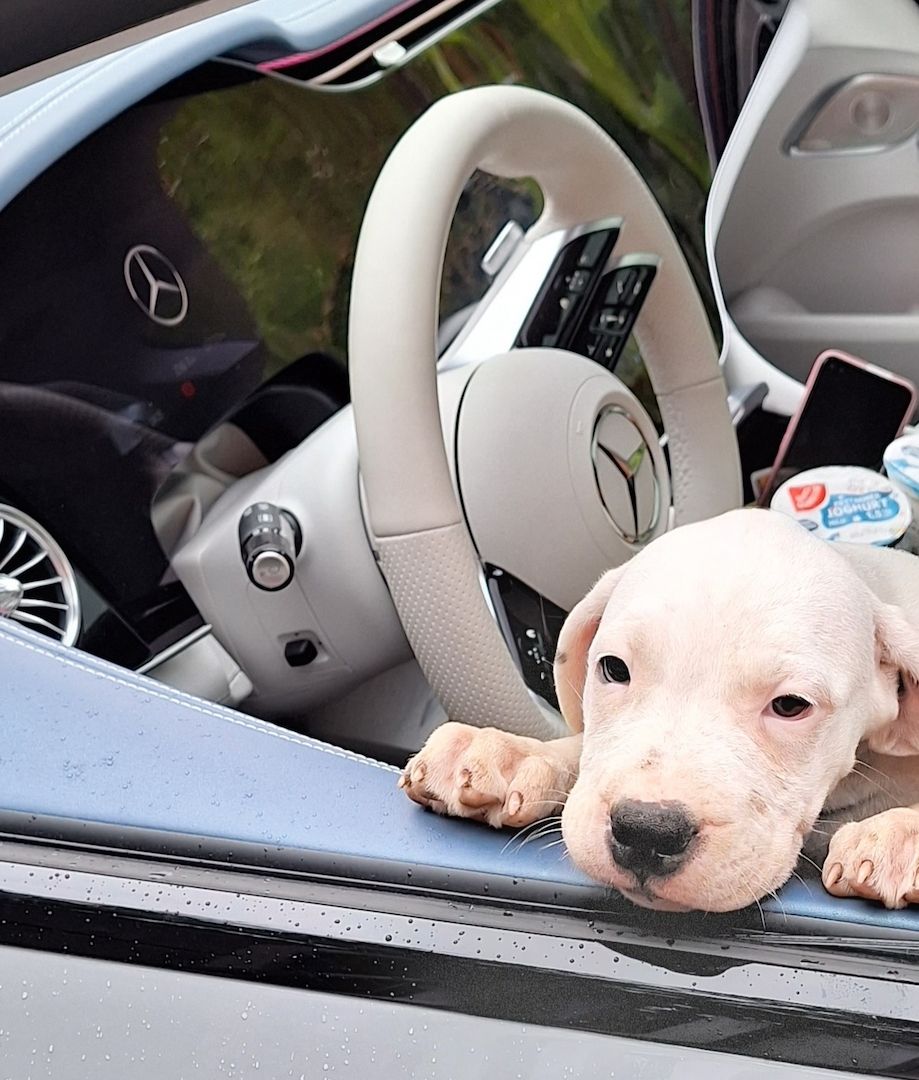 Dogo Argentino Welpen