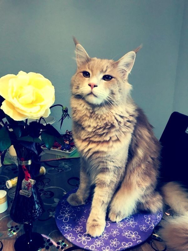 Maine Coon Kater zum Decken Maine Coon Kater zum Decken