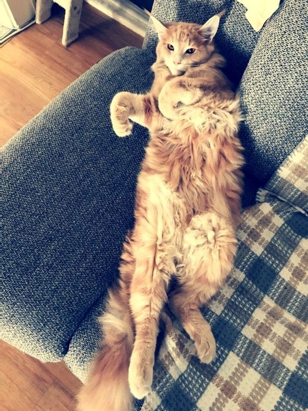 Maine Coon Kater zum Decken Maine Coon Kater zum Decken