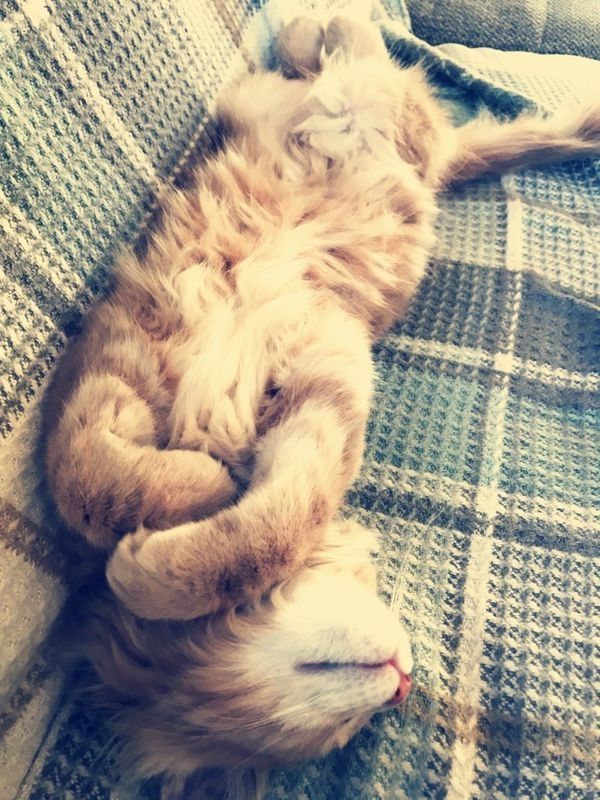 Maine Coon Kater zum Decken Maine Coon Kater zum Decken