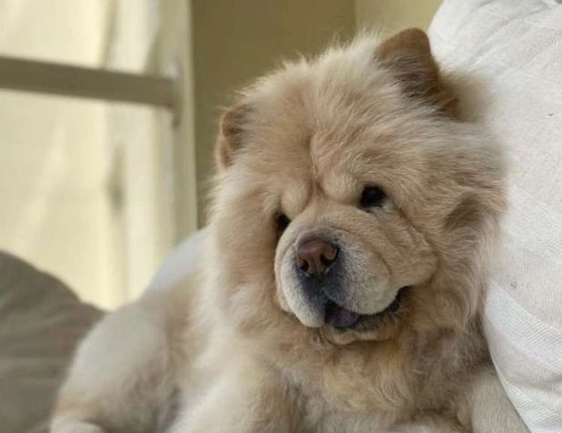 💗💗LILAC CHOWS VON HÖCHSTER QUALITÄT💗💗 💗💗LILAC CHOWS VON HÖCHSTER QUALITÄT💗💗