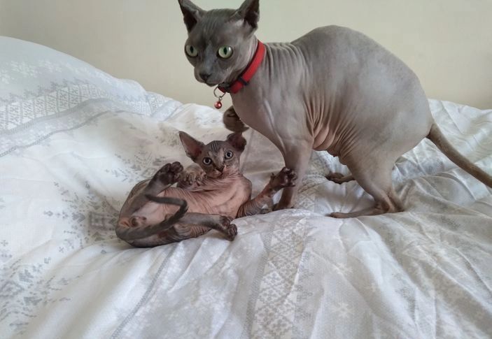 Elfen-Sphynx-Kätzchen - Verkauft