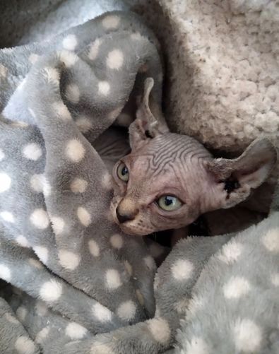 Elfen-Sphynx-Kätzchen - Verkauft