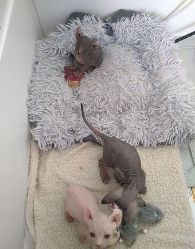 Elfen-Sphynx-Kätzchen - Verkauft