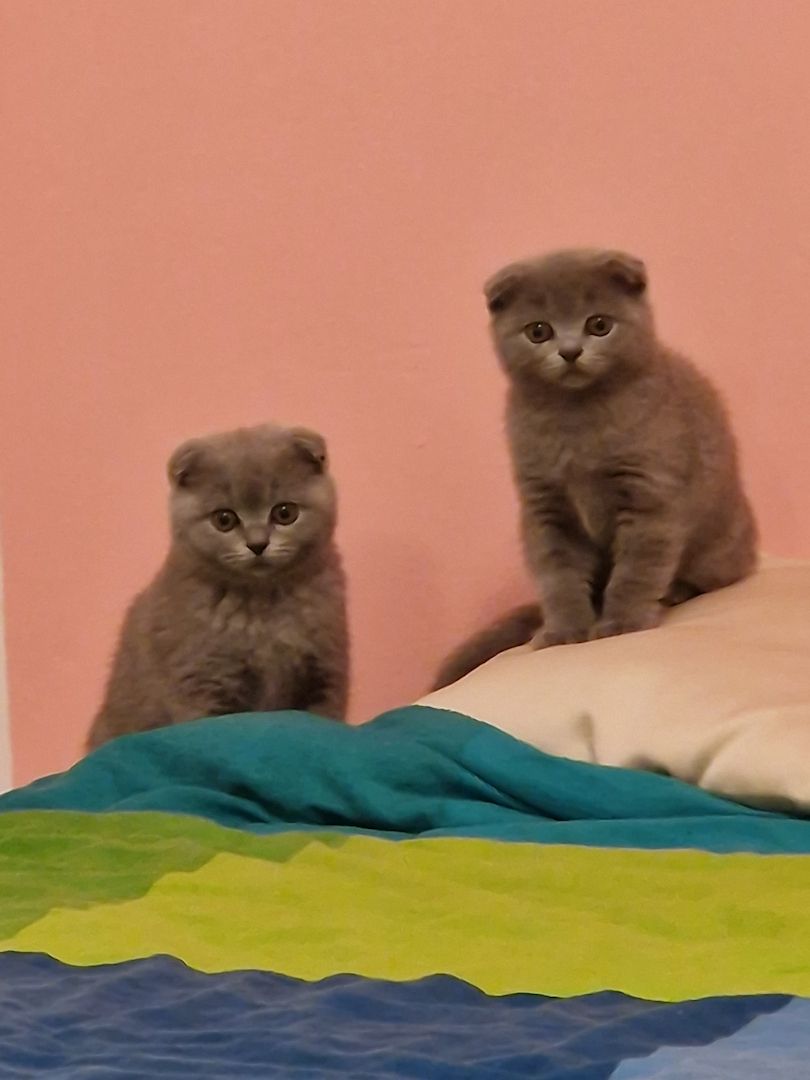 Bkh kitten mix Bkh kitten mix