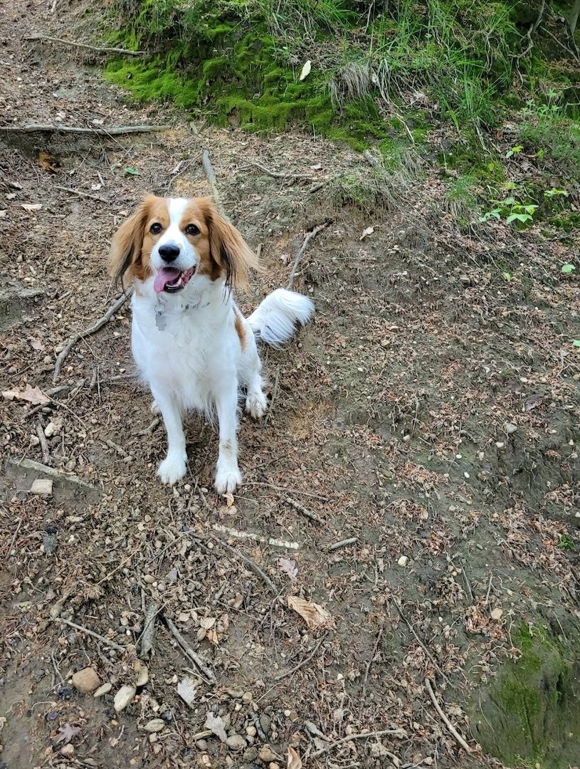 Kooikerhondje
