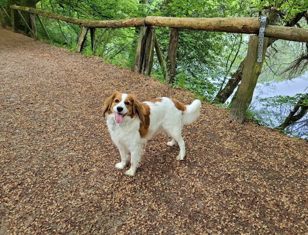 Kooikerhondje