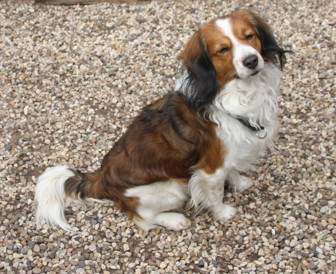 Kooikerhondje