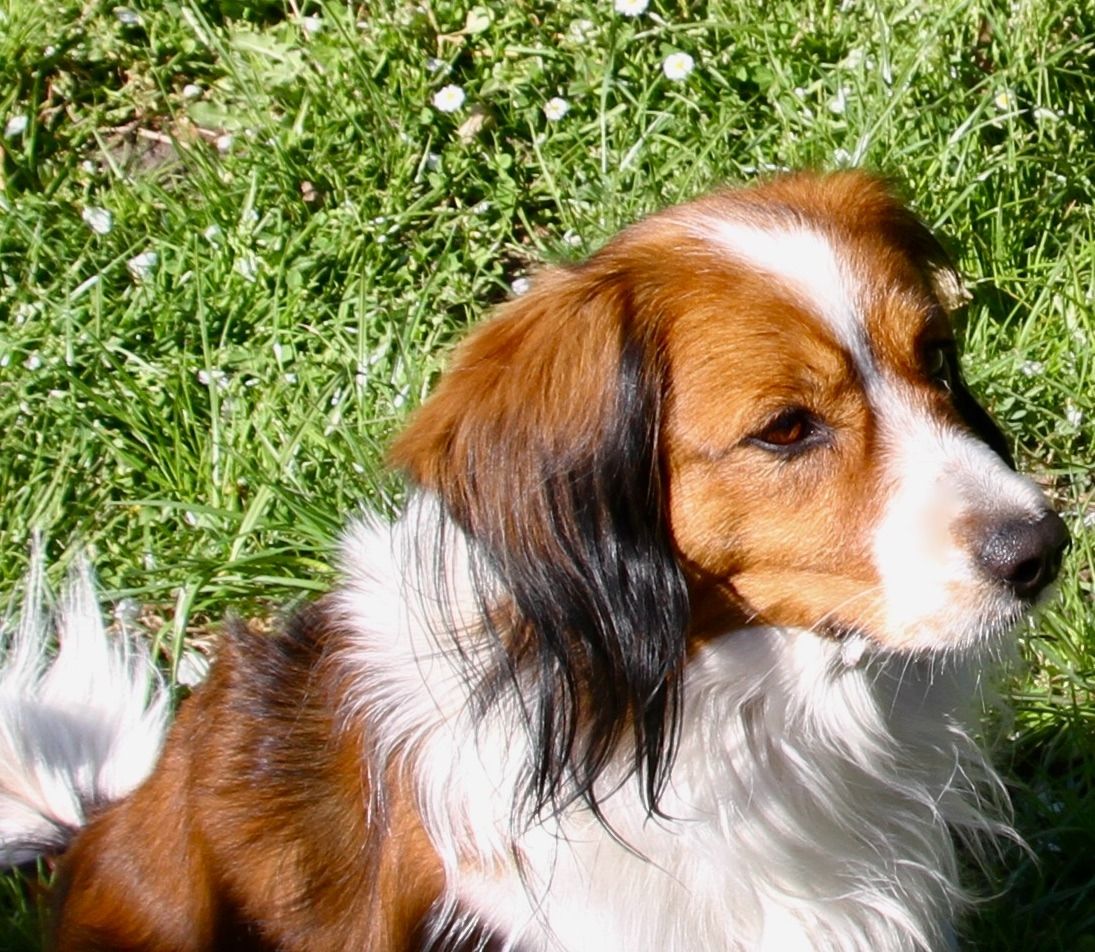 Kooikerhondje