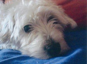 Bildhübsche Susi auf Familiensuche