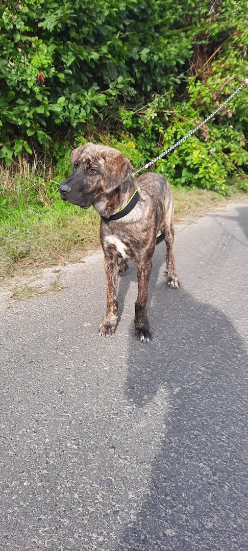 Sanfte Nina sucht ein schönes Zuhause