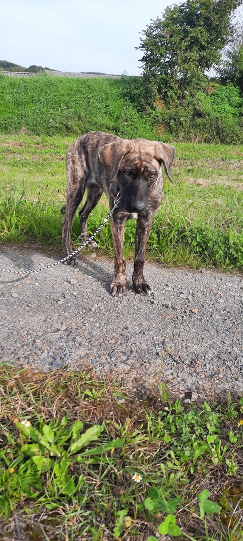 Sanfte Nina sucht ein schönes Zuhause