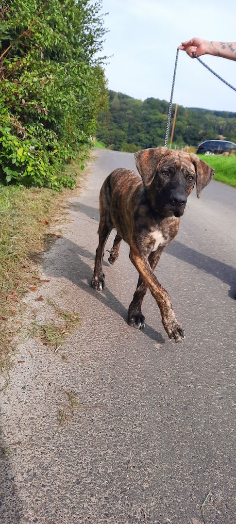 Sanfte Nina sucht ein schönes Zuhause