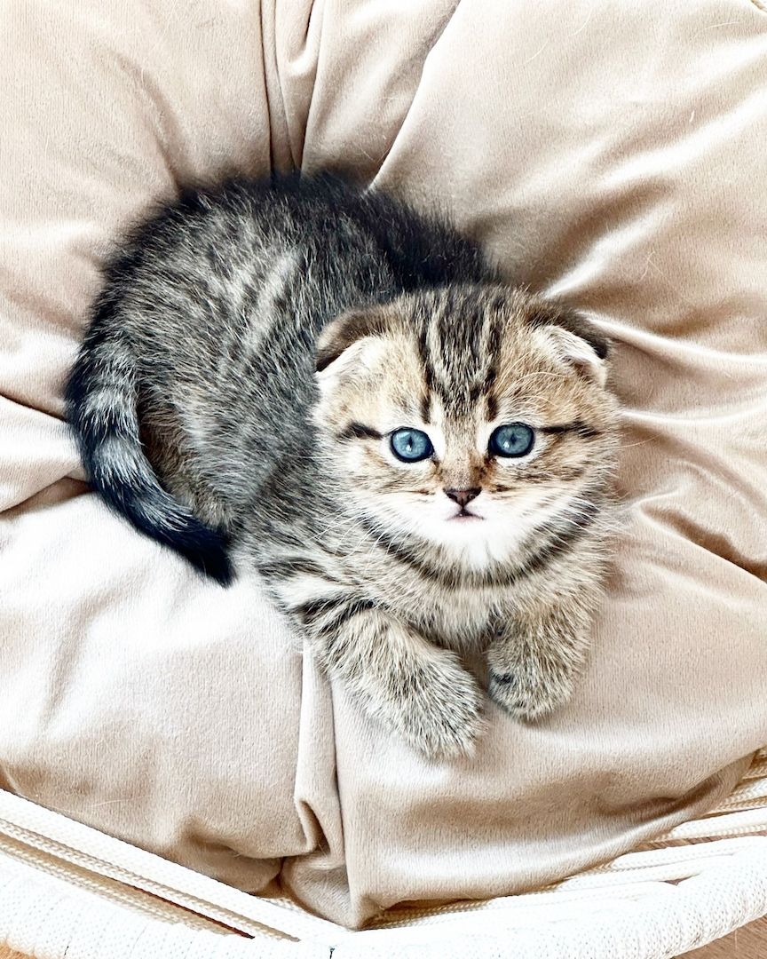 Katze BKH Britisch kurzhaar, Kittens