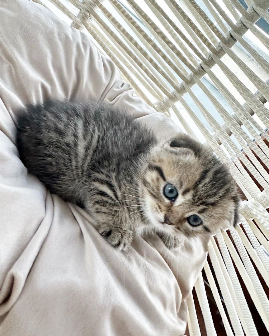 Katze BKH Britisch kurzhaar, Kittens