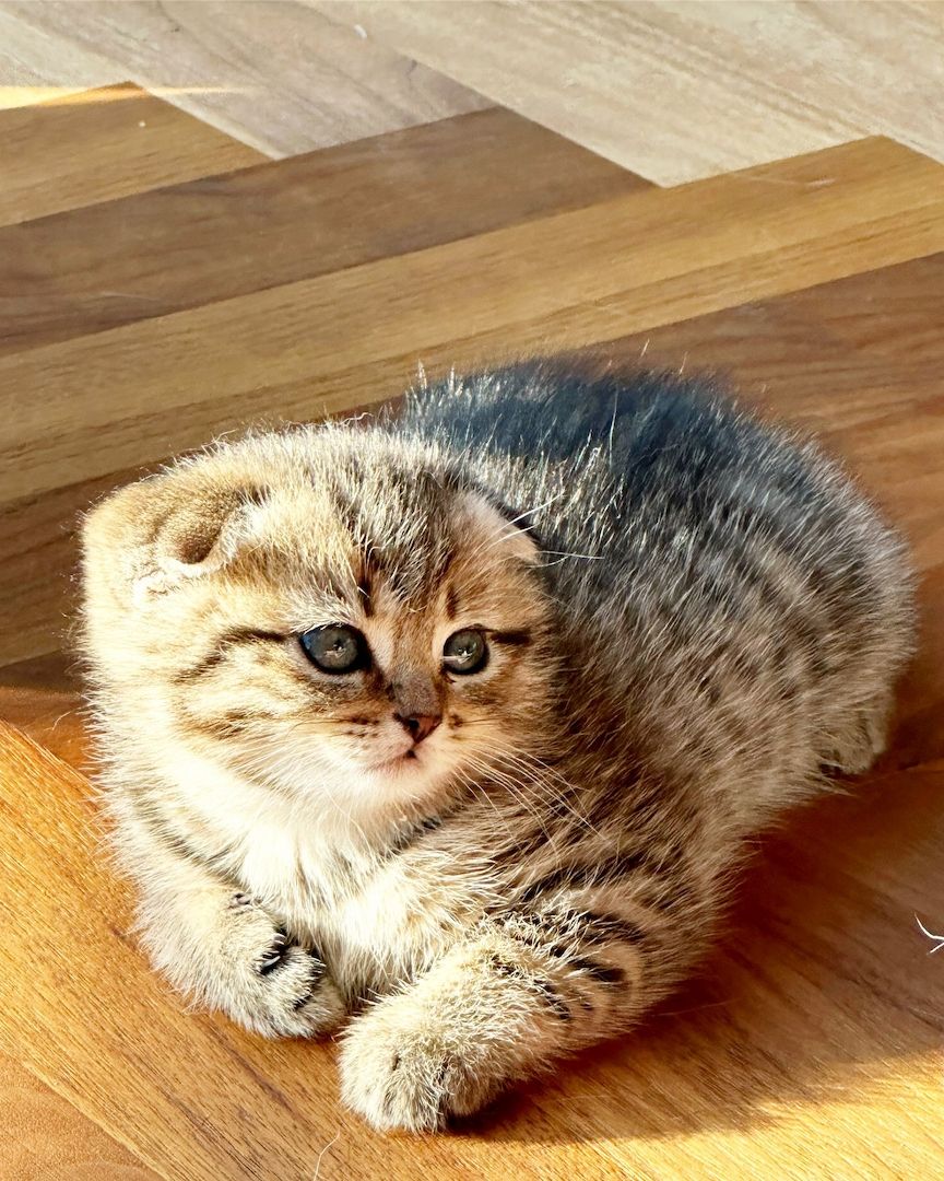 Katze BKH Britisch kurzhaar, Kittens