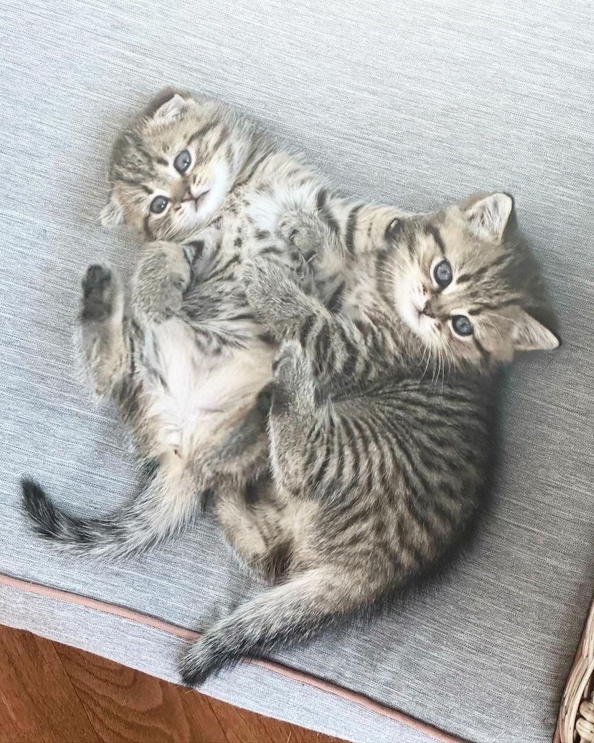 Katze BKH Britisch kurzhaar, Kittens