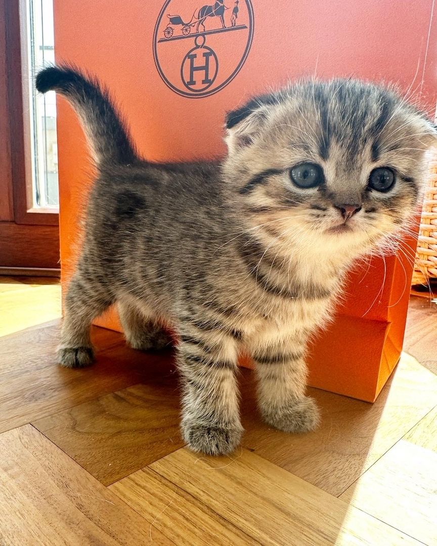 Katze BKH Britisch kurzhaar, Kittens