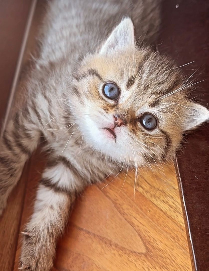 Katze BKH Britisch kurzhaar, Kittens