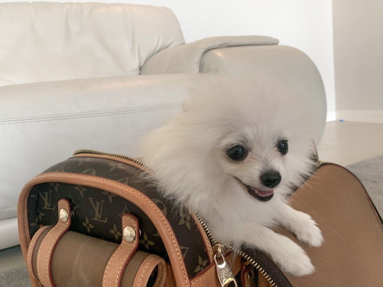 zuckersüße Pomeranian Zwergspitz zuckersüße Pomeranian Zwergspitz