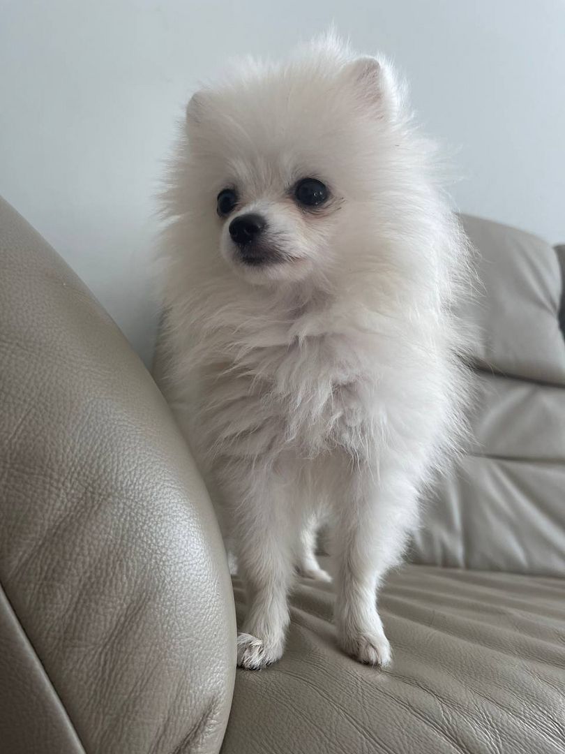 zuckersüße Pomeranian Zwergspitz zuckersüße Pomeranian Zwergspitz