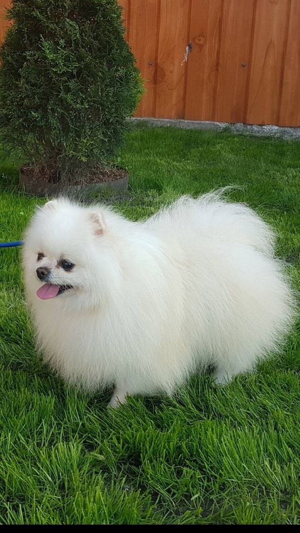 zuckersüße Pomeranian Zwergspitz zuckersüße Pomeranian Zwergspitz