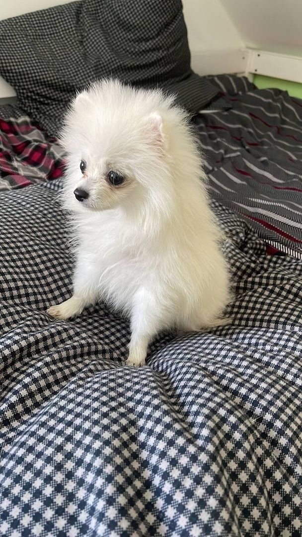 zuckersüße Pomeranian Zwergspitz zuckersüße Pomeranian Zwergspitz